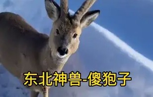 piC傻漓?a?轈?>(不爱就算了pixxie)-九游体育APP
